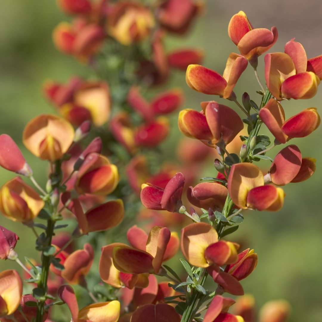 Close up of red and orange Cytisus Lena flowers