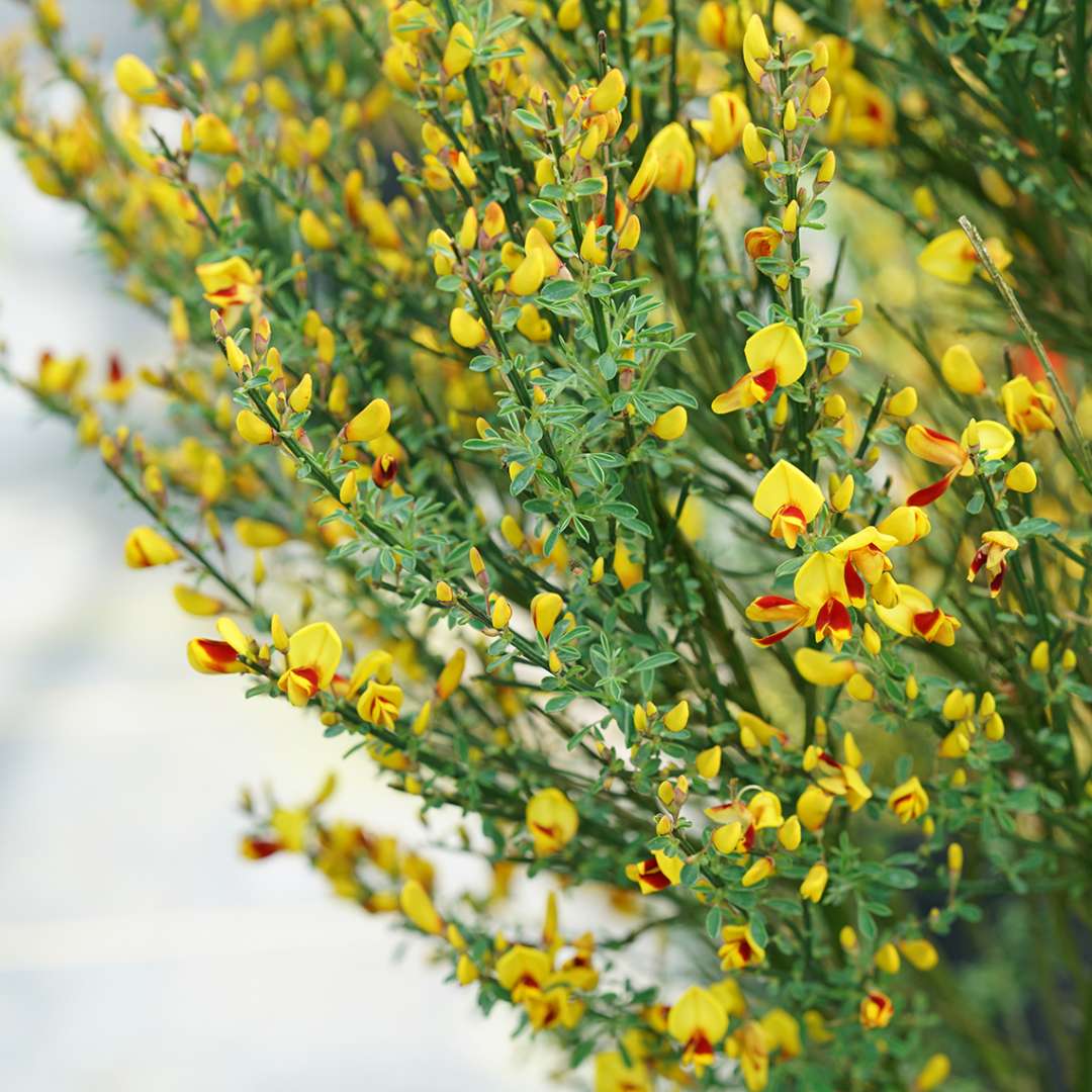 Yellow flowers with red throats on Sister Disco Cytisus