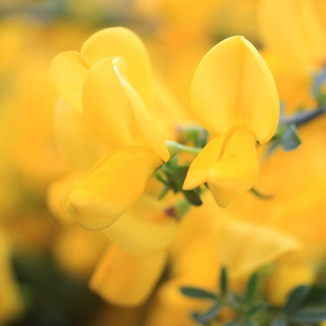Close up of bright yellow Sister Golden Hair Cytisus bloom