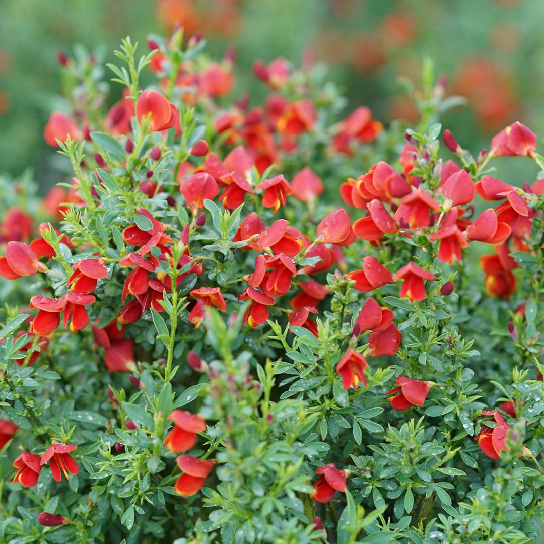 Close up of red Sister Redhead Cytisus blooms