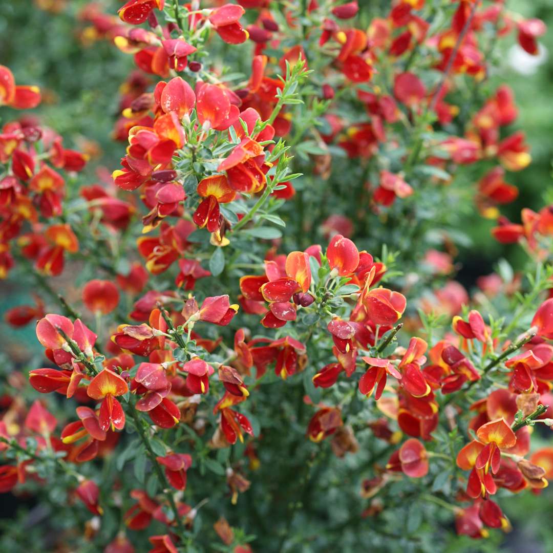 Close up of red and yellow Sister Redhead Cytisus flowers