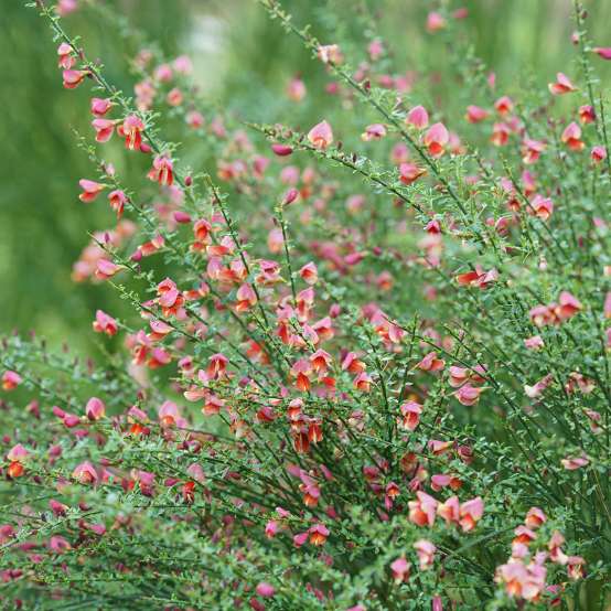 Airy branches of multicolored Sister Rosie Cytisus
