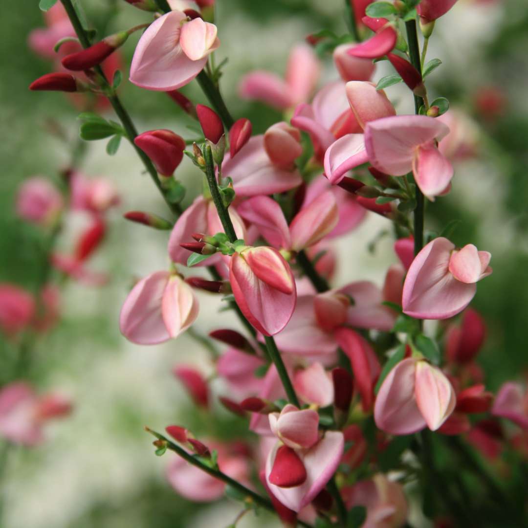 Close up of pink and red Sister Rosie Cytisus flowers