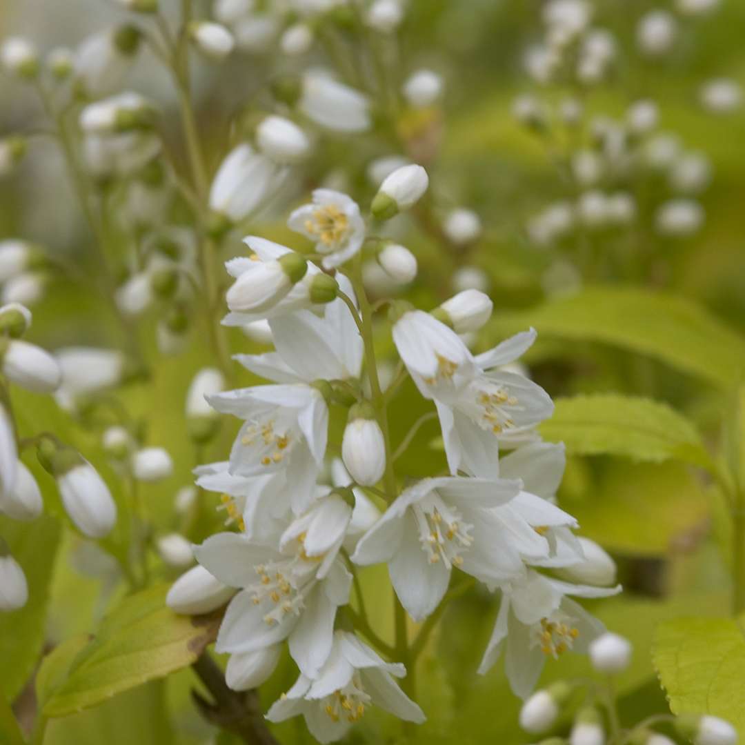 Close up of Chardonnay Pearls Deutzia star-shaped white blooms