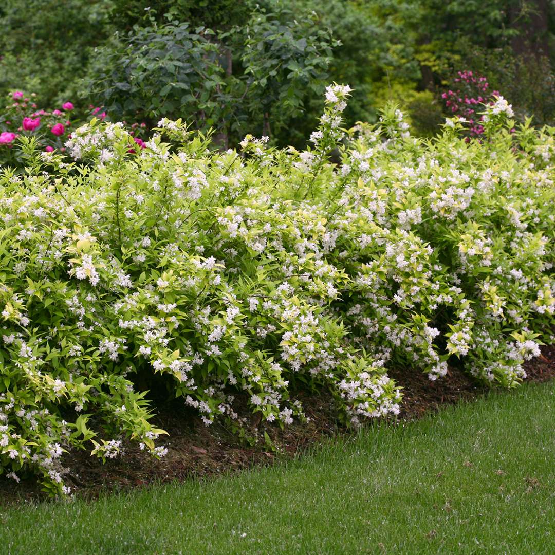 A couple of Chardonnay Pearls Deutzia in the landscape with white blooms