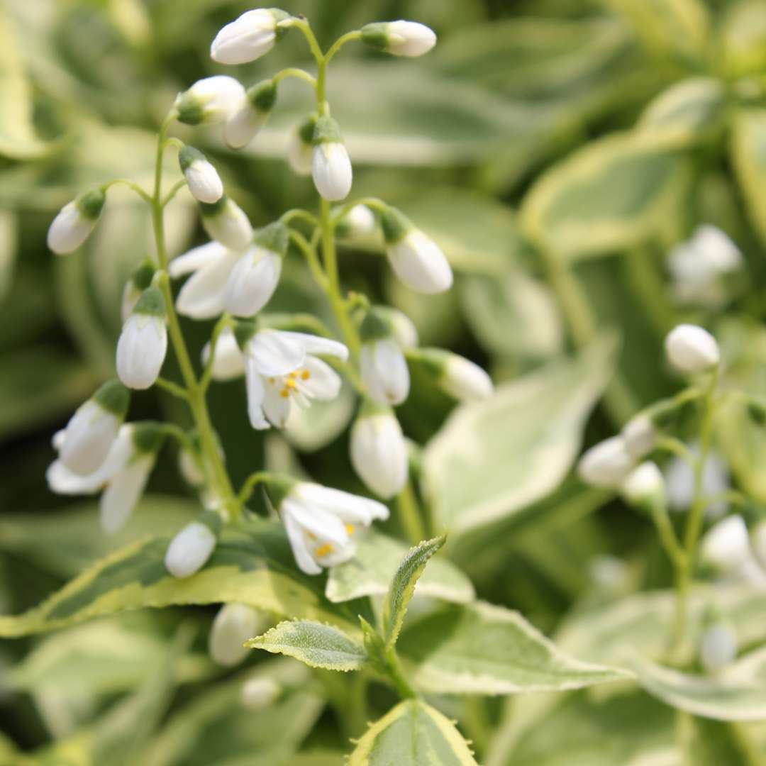 Close up of Crème Fraiche Deutzia white blooms and buds