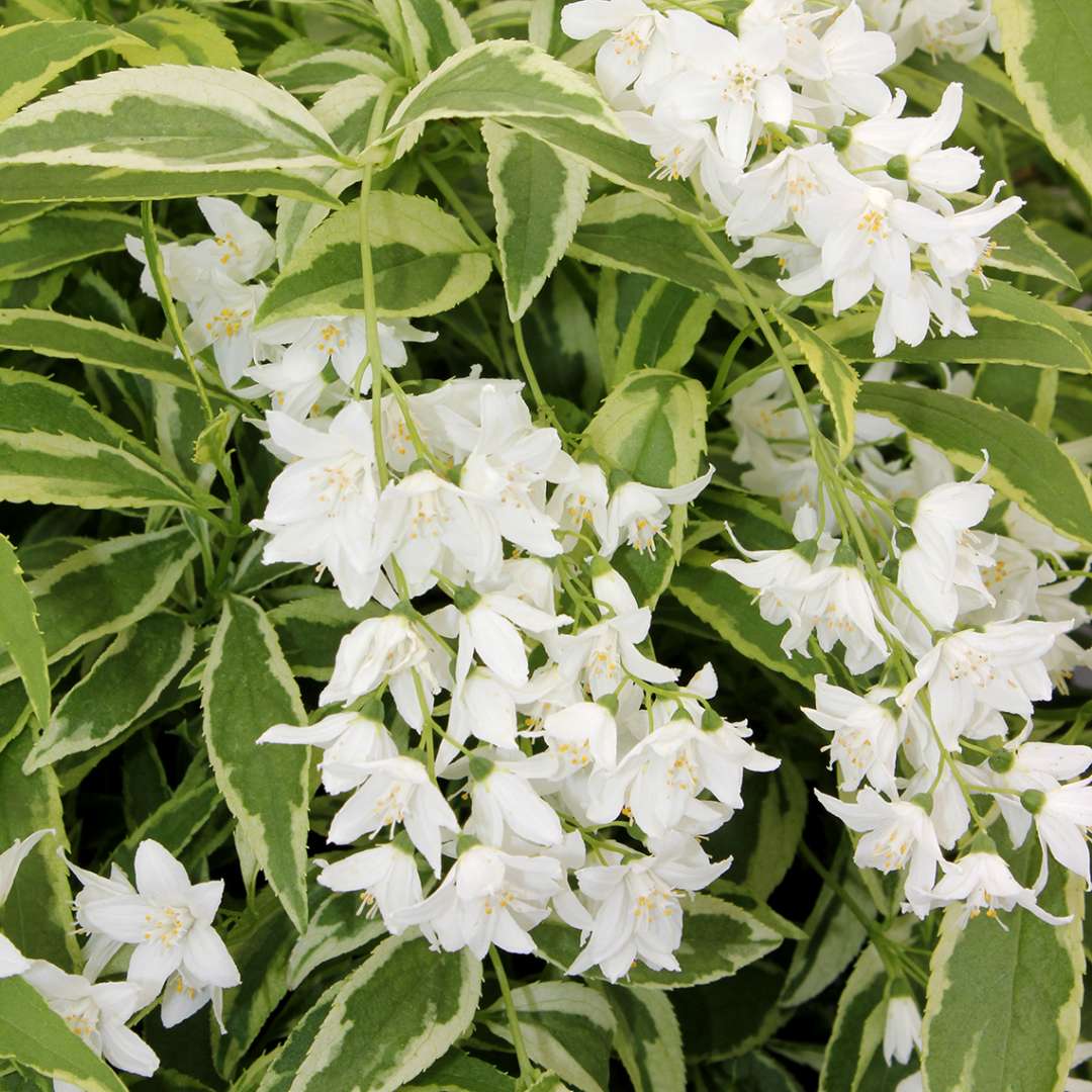 Close up of Crème Fraiche Deutzia white blooms