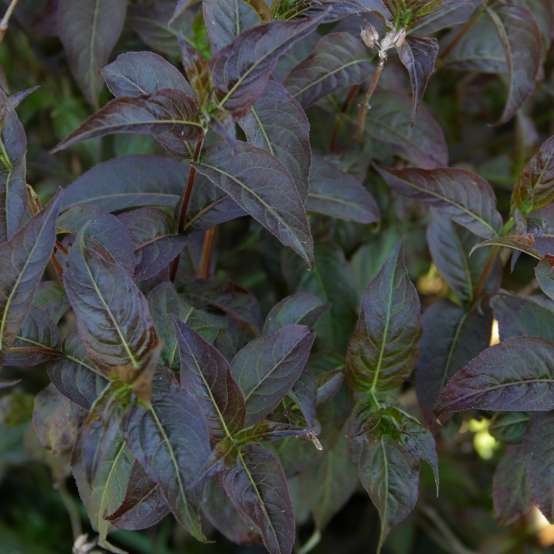 Close up of dark purple Kodiak Black Diervilla foliage