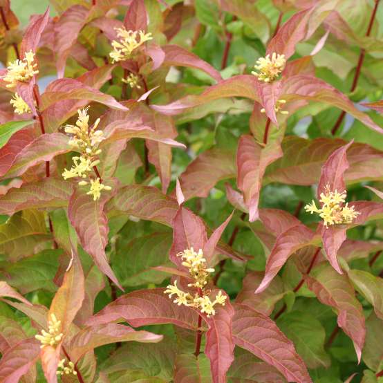 Close up of Kodiak Orange Diervilla light yellow blooms with red and green foliage