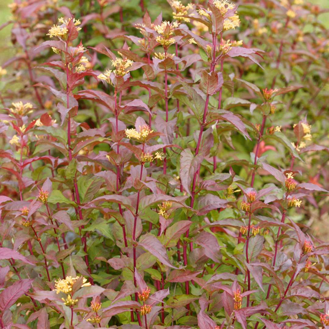 Kodiak Red Diervilla with red foliage and yellow blooms