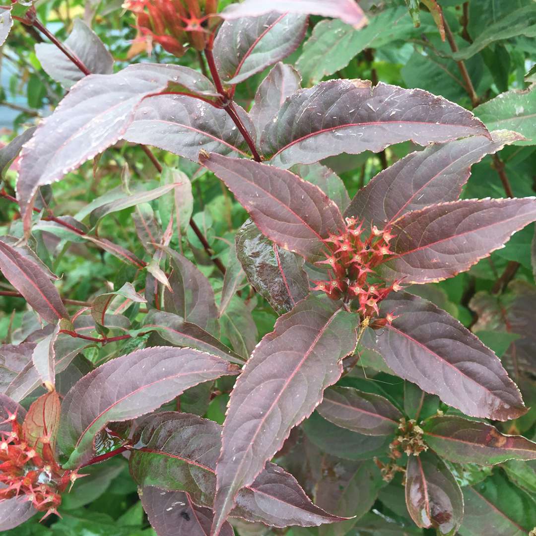 Close up of Kodiak Red Diervilla fall foliage