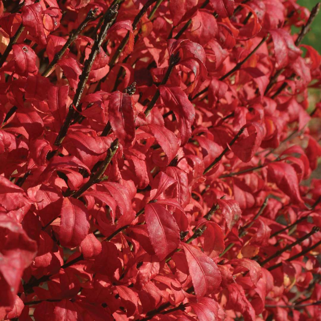 Close up of red Fire Ball Euonymus foliage