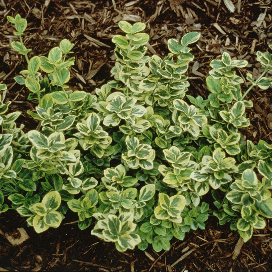 Variegated Gold Splash Euonymus in a bed of mulch