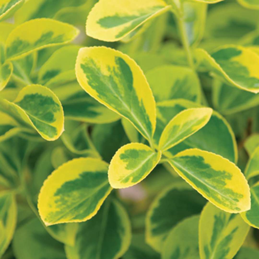 Close up of green and yellow variegated Gold Splash Euonymus
