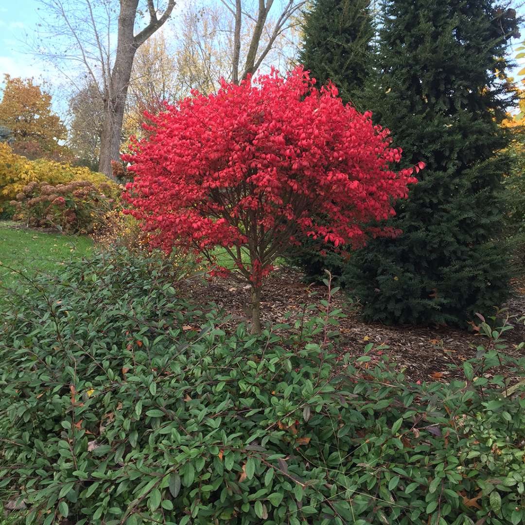 Unforgettable Fire Euonymus red foliage in tree form in the landscape