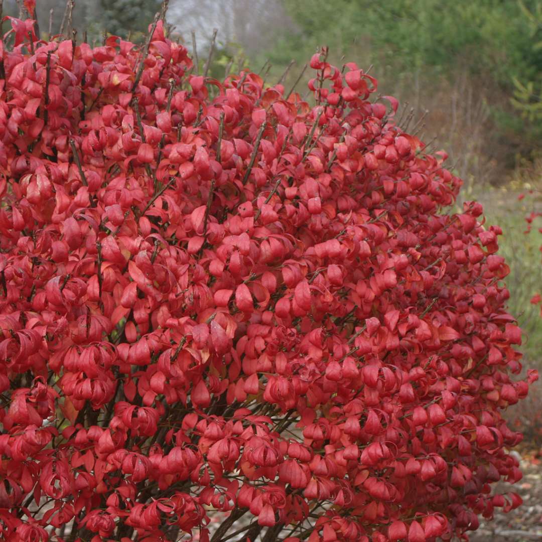 Unforgettable Fire Euonymus red foliage in the landscape