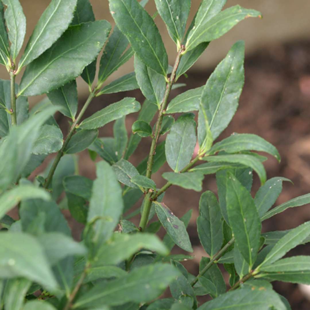 close up of Unforgettable Fire Euonymus green foliage