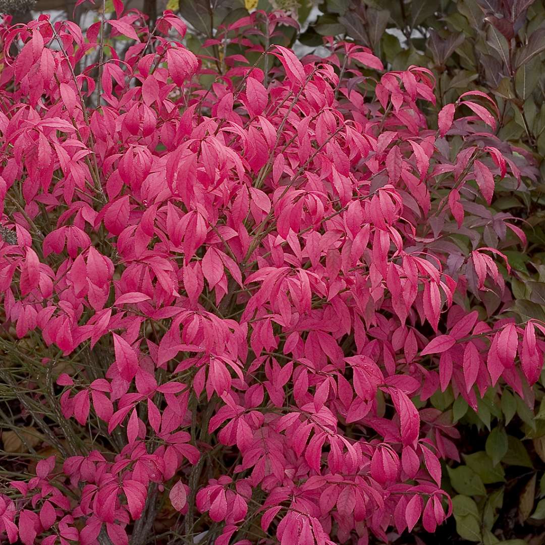 Unforgettable Fire Euonymus pink foliage in the landscape