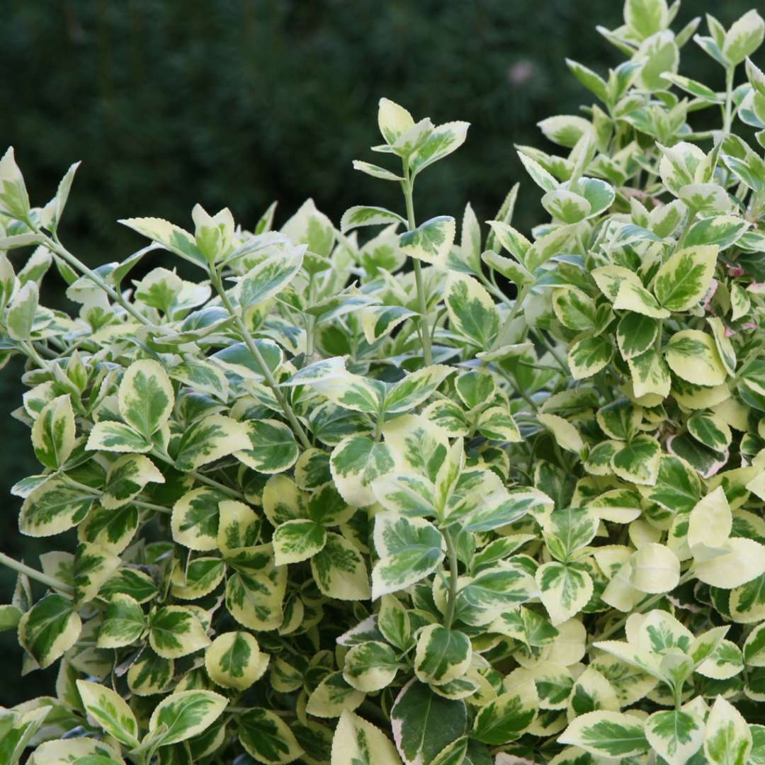 Close up of variegated White Album Euonymus with a green hue