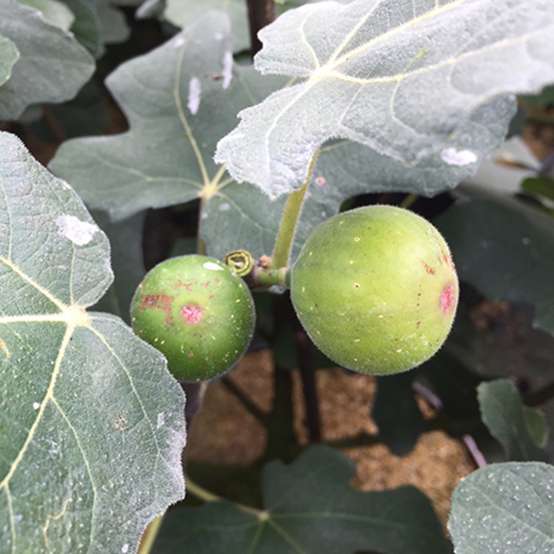 Close up of Chicago Hardy Ficus green figs