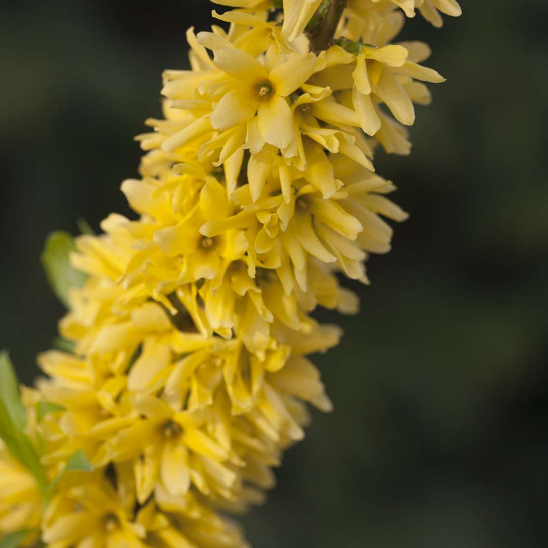 Close up of Show Off Forsythia yellow blooms