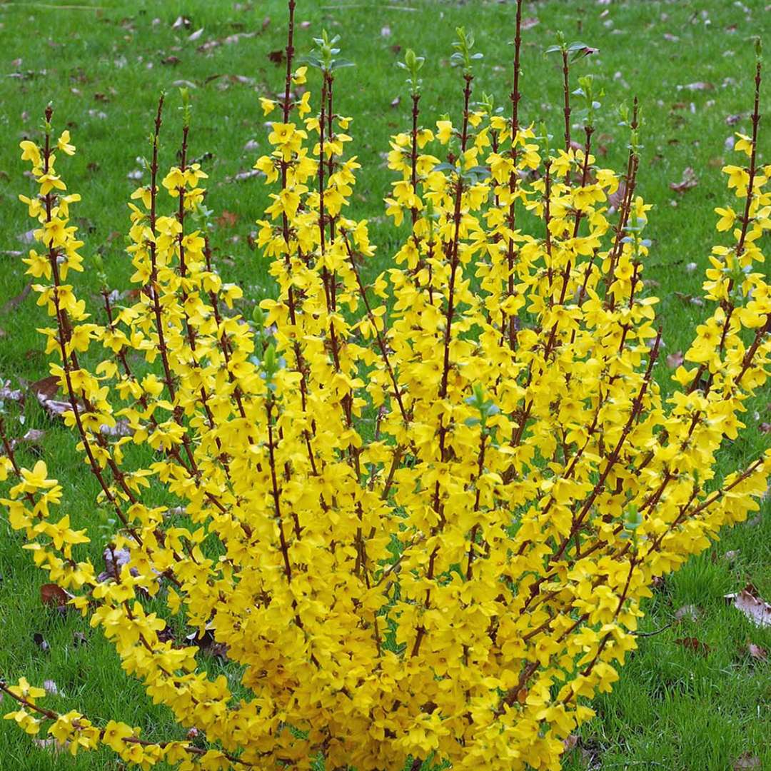 Show Off Forsythia blooming in grass