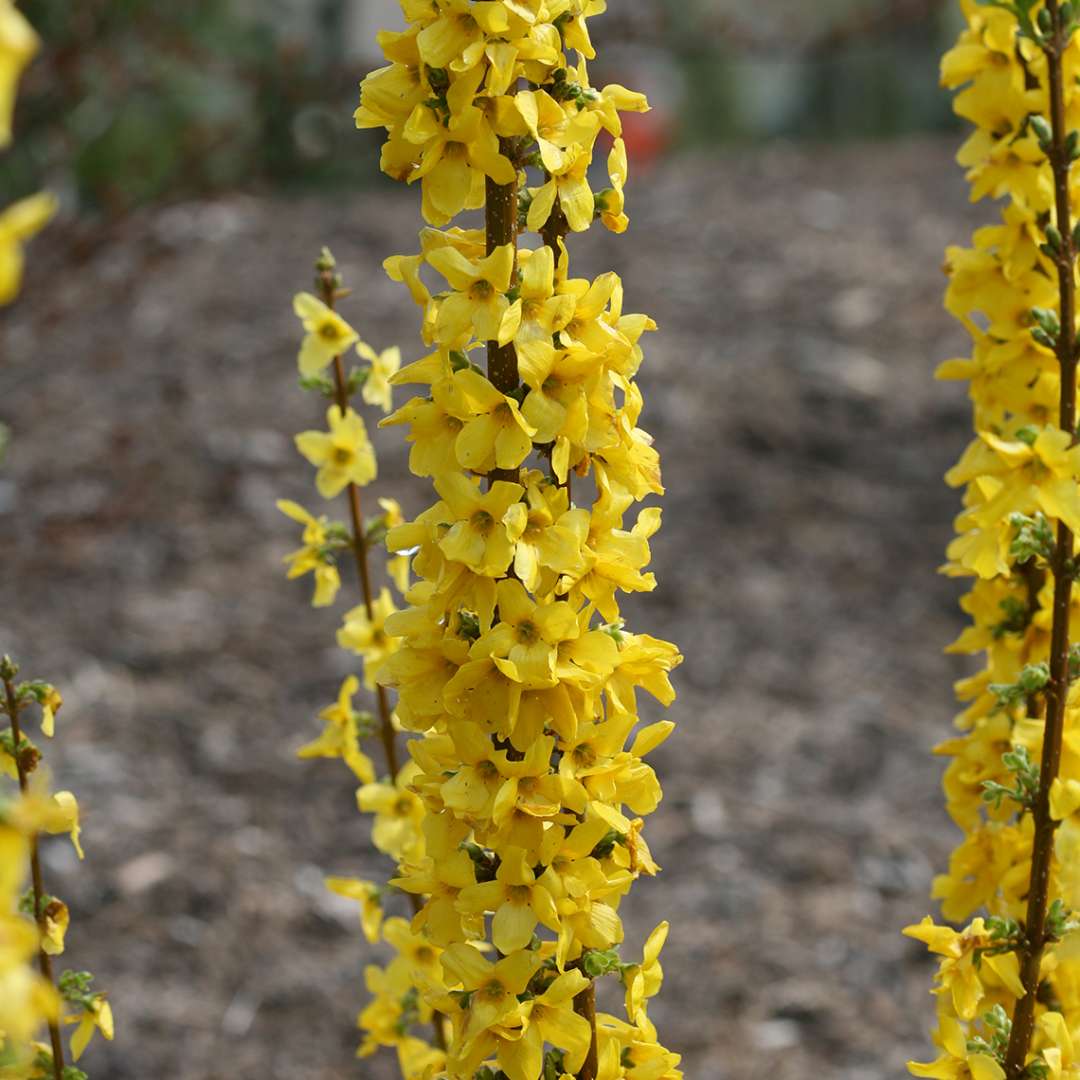 Close up of Show Off Starlet Forsythia blooms in bed of mulch