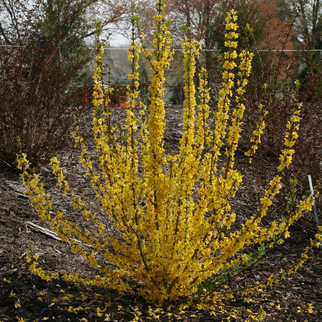 Show Off Starlet Forsythia blooming in the landscape