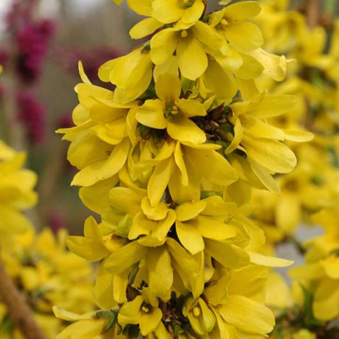 Close up of Show Off Starlet Forsythia blooms