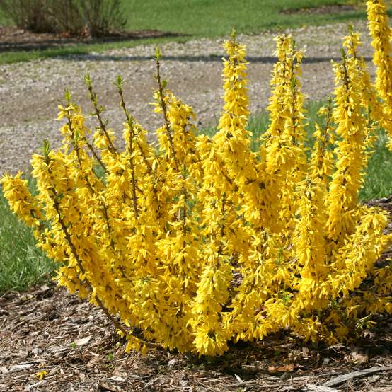 Show Off Sugar Baby Forsythia blooming in a bed of mulch