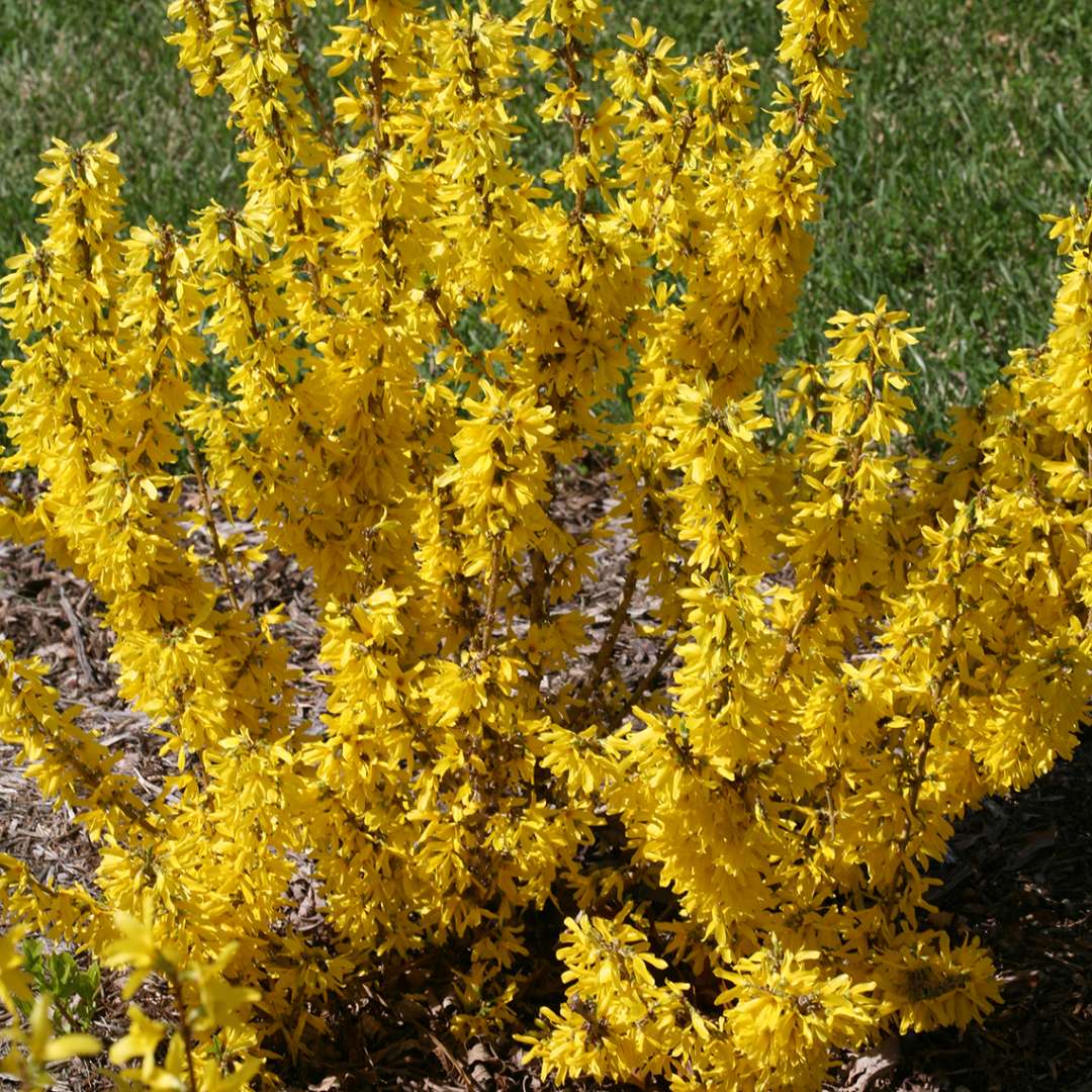 Show Off Sugar Baby Forsythia blooming in a bed of mulch surrounded by grass