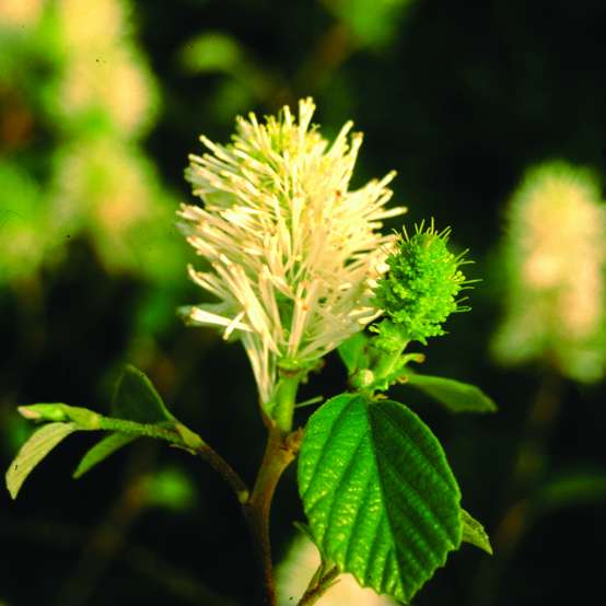 Close up of Mount Airy Fothergilla bloom