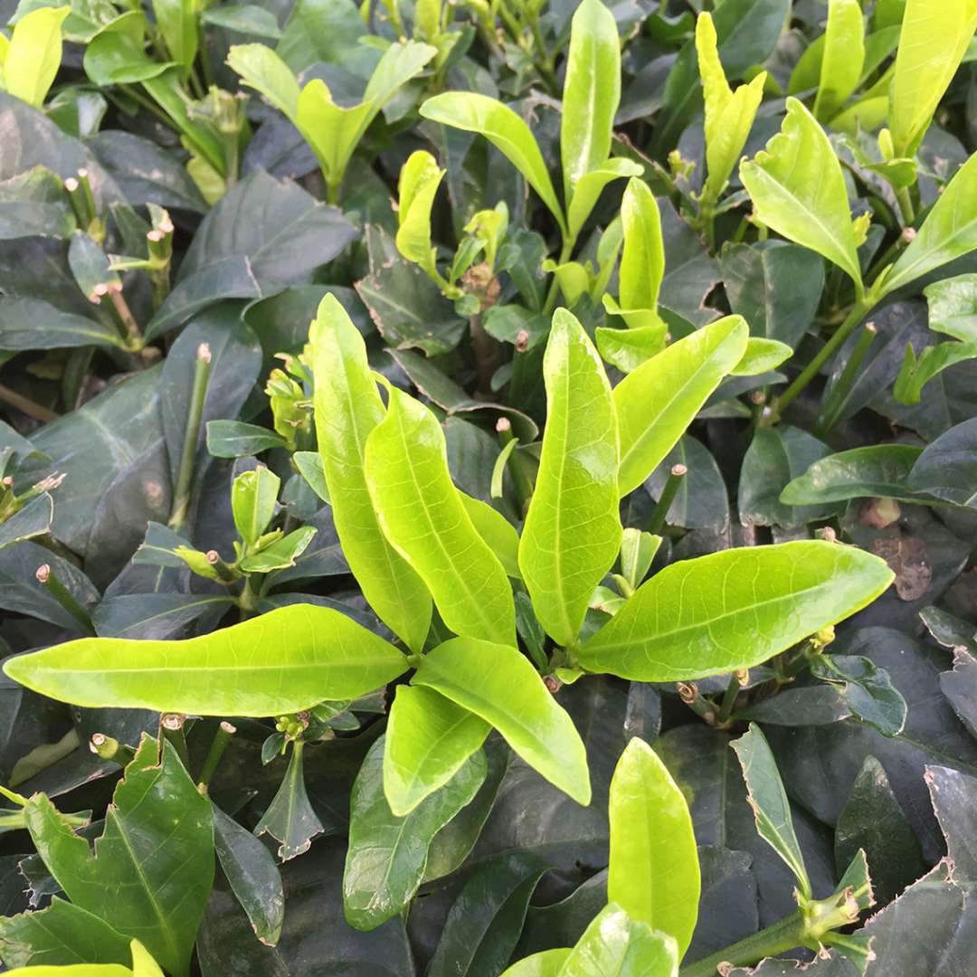 Close up of dark green and lime green foliage on Golden Magic Gardenia