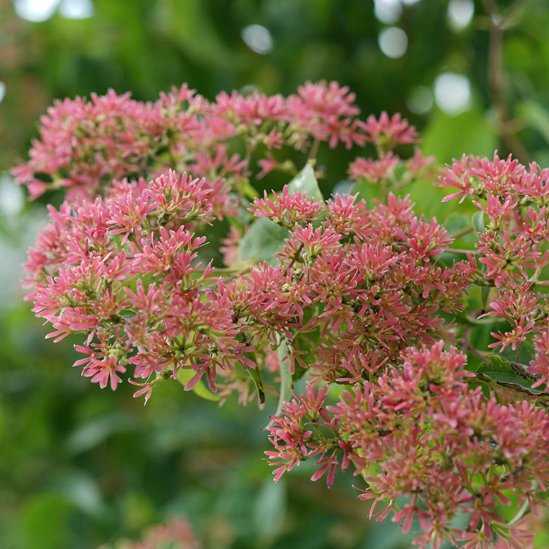 Close up of pink Temple of Bloom Heptacodium blooms