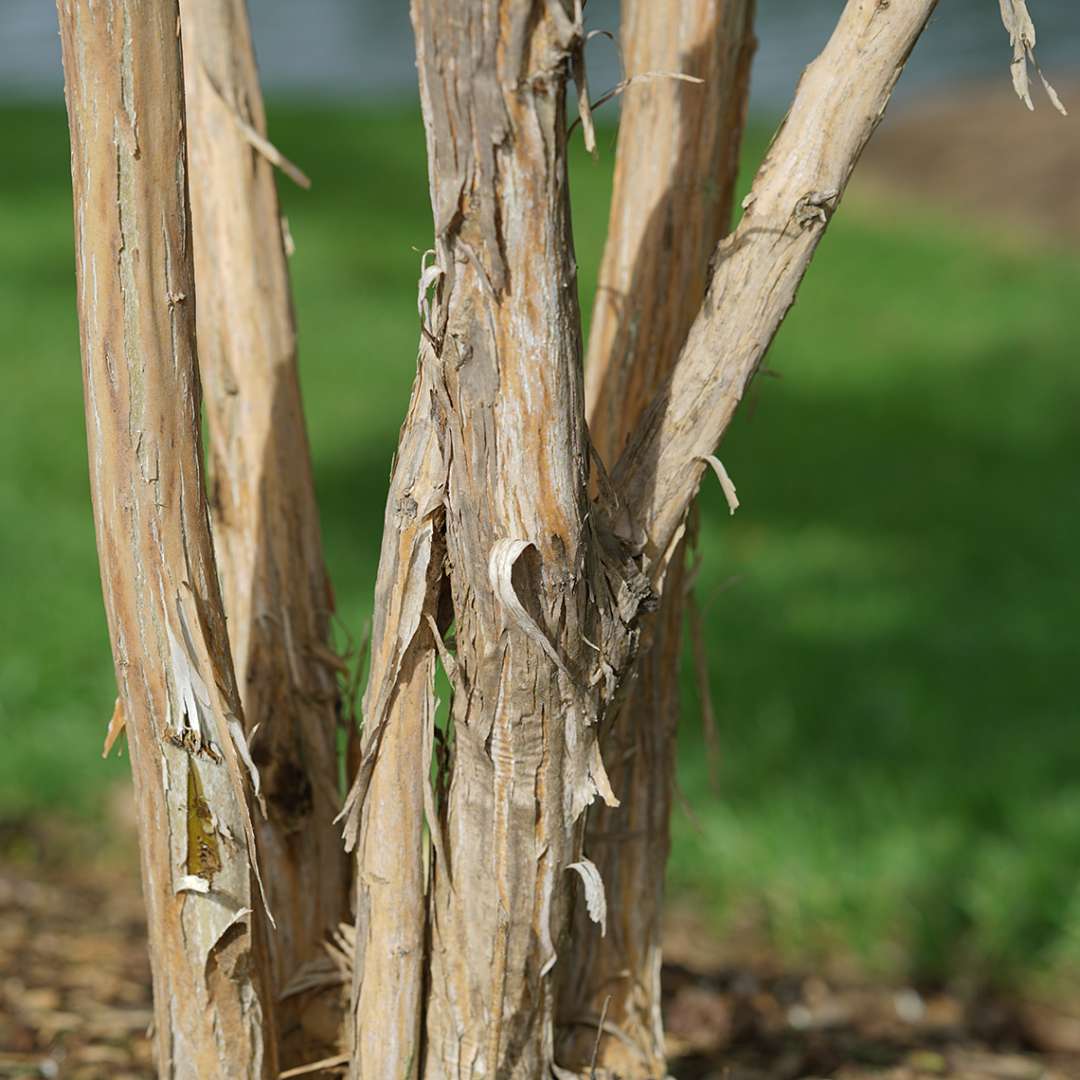 Close up of exfoliating Temple of Bloom Heptacodium bark