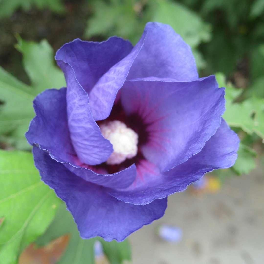 Closeup of an opening bloom of Azurri Blue Satin rose of Sharon showing its deep blue coloration