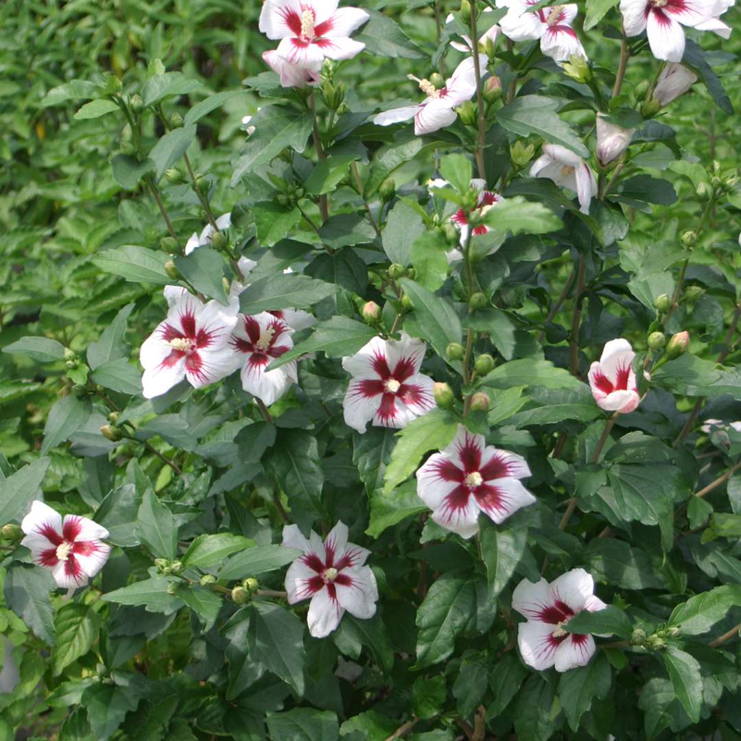 Lil Kim Hibiscus blooms in the landscape