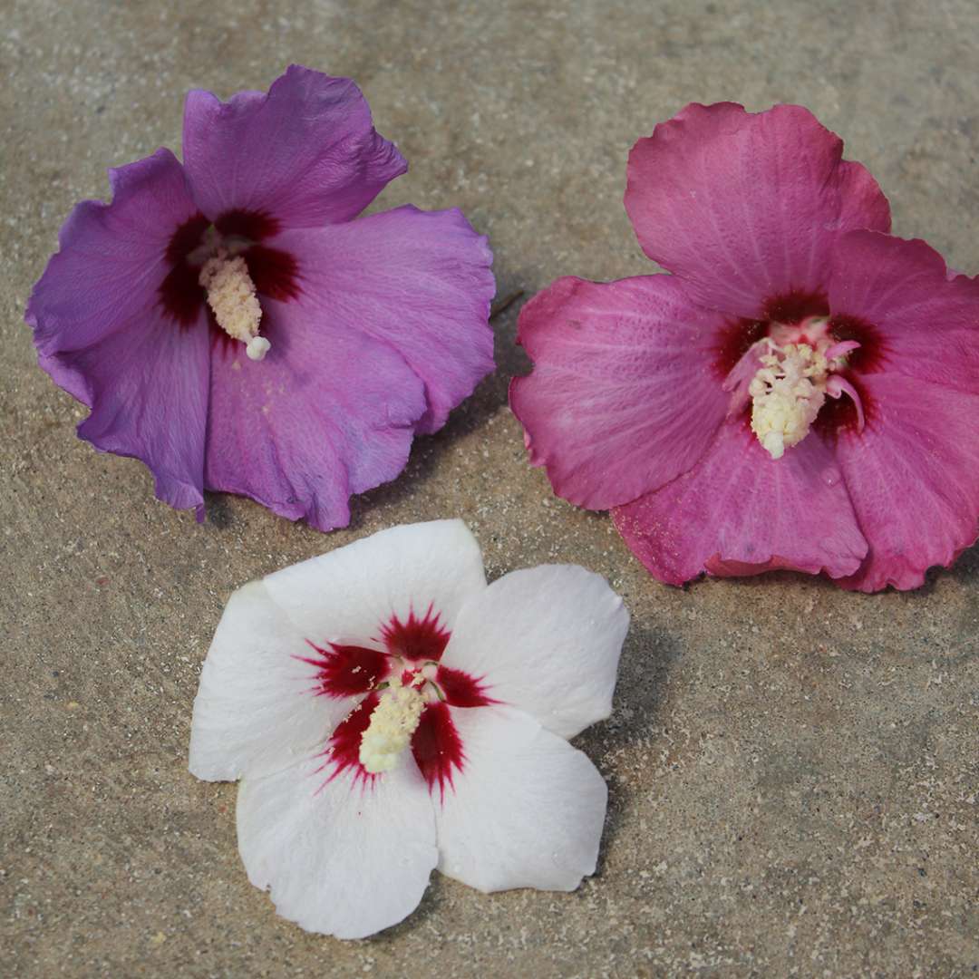 Color comparison between Lil Kim white red and violet Hibiscus blooms