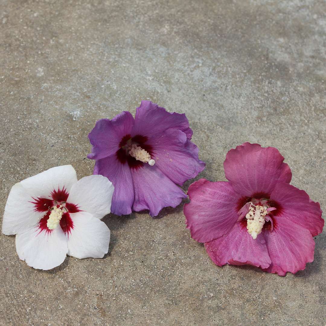 Color comparison between Lil Kim white red and violet Hibiscus blooms