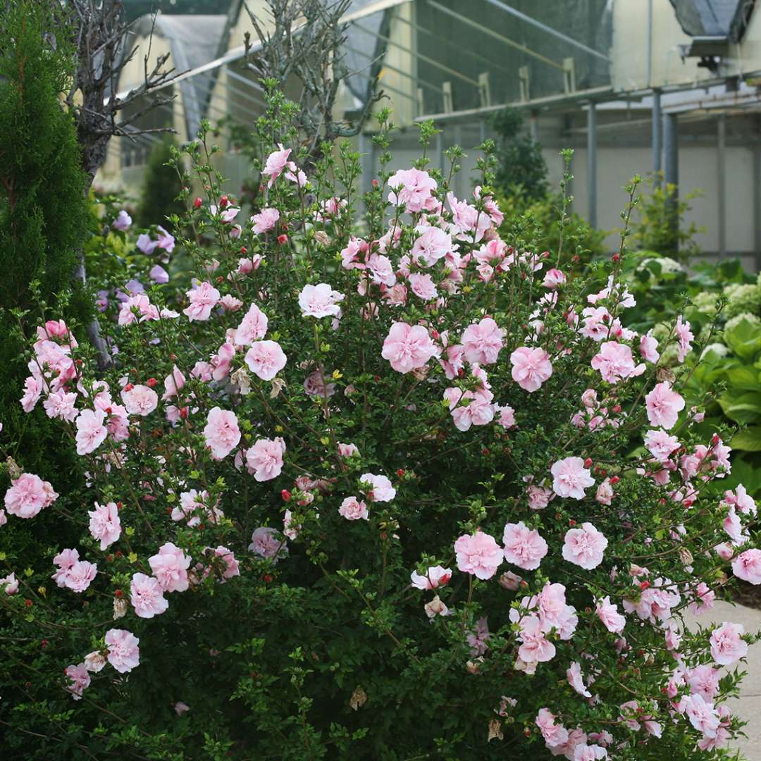 Pink Chiffon Hibiscus heavily blooming next to a sidewalk with greenhouses in the background