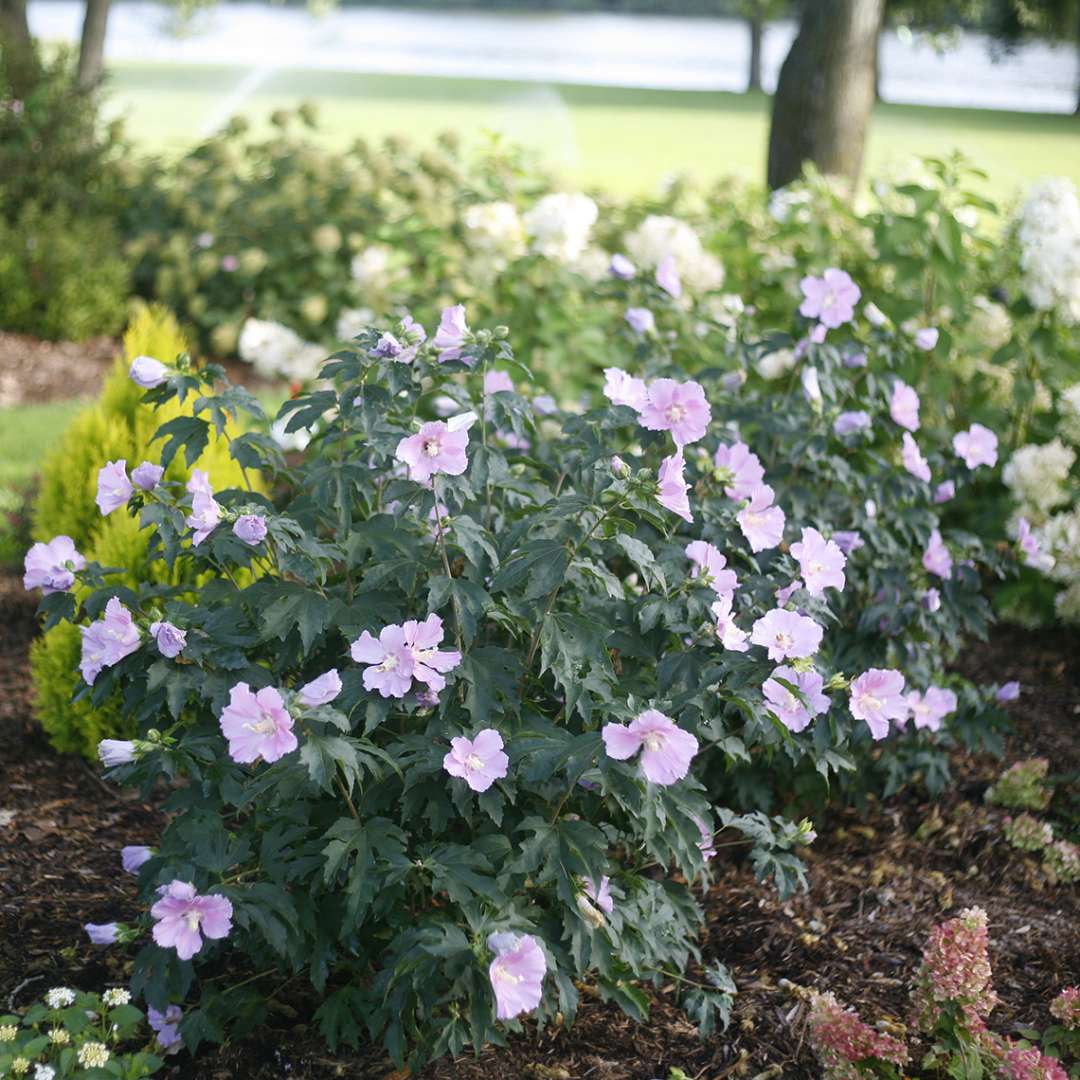 A specimen of Pollypetite hibiscus blooming in a landscape showing off its neat dwarf rounded habit