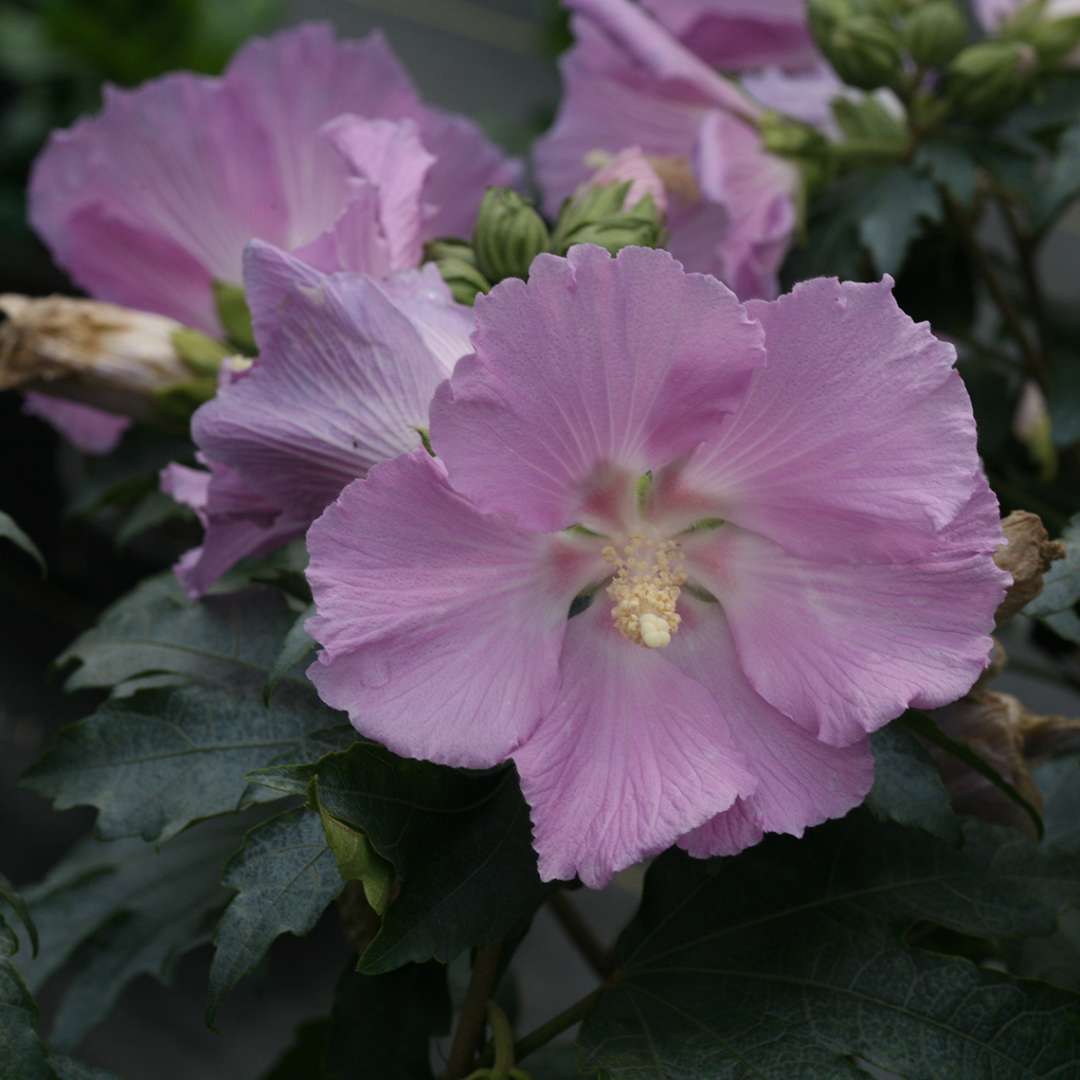 Closeup of the lavender purple flowers of Pollypetite hibiscus which are contrasting with the dark green foliage
