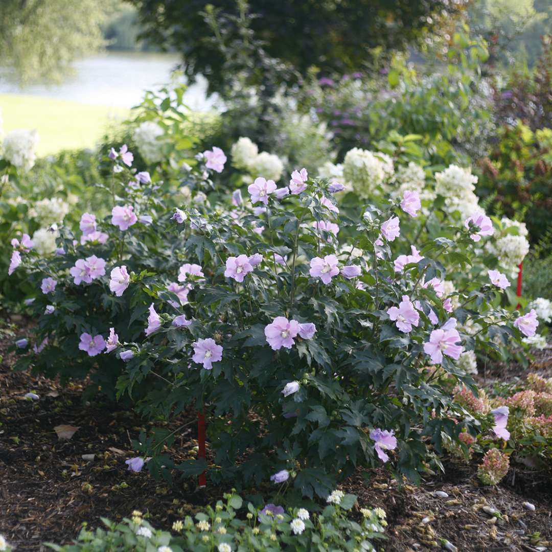 Two specimens of dwarf rounded Pollypetite hibiscus blooming in the landscape