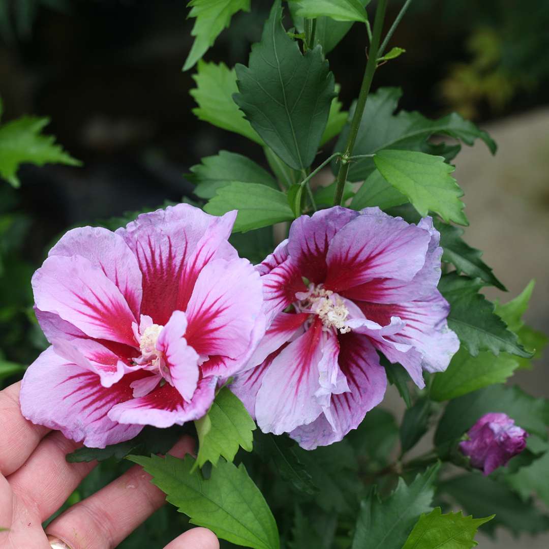 Closeup of the semi double purple flowers of Purple Pillar rose of Sharon with prominent red star like eyes in the center