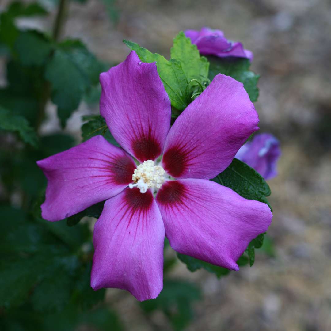 Purple Satin Hibiscus | Spring Meadow - wholesale liners - Spring ...