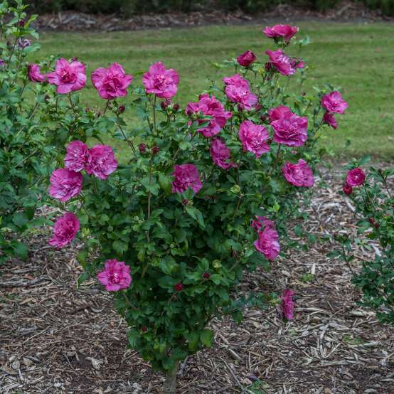 Magenta Chiffon rose of sharon in a garden. 