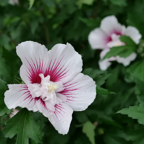 A close up showing the white blooms with pink veins of Starblast Chiffon Hibiscus.