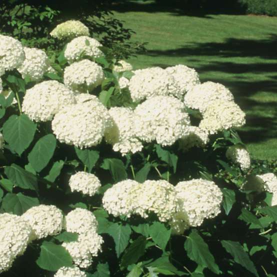 Annabelle hydrangea covered in white flowers