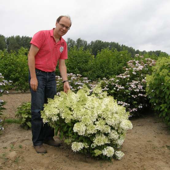 A specimen of Bobo hydrangea in full bloom in a landscape with a man in a red shirt next to it showing its very dwarf size