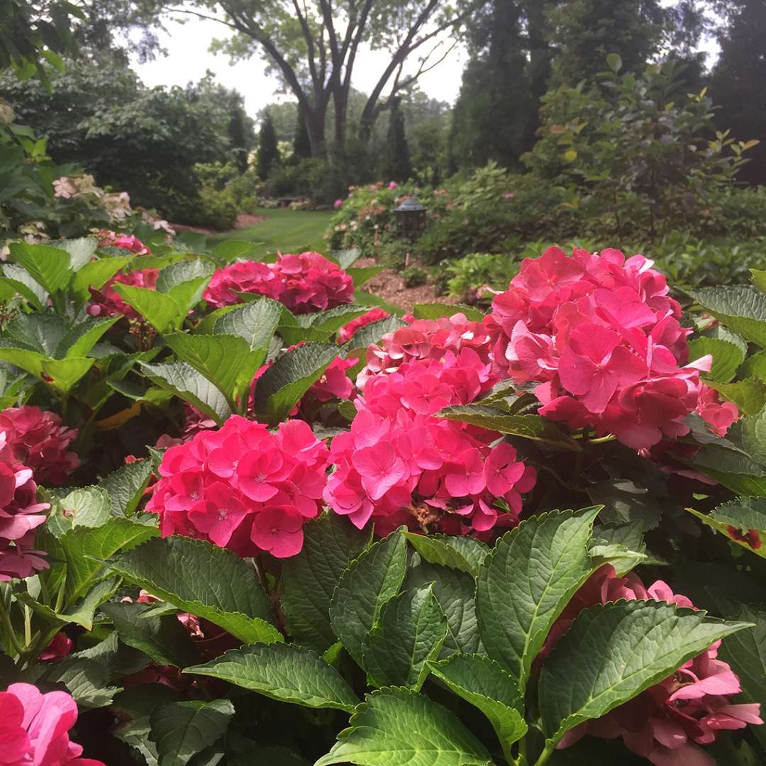 Cityline Paris hydrangea blooming in a garden surrounded by other hydrangeas and the mophead flowers are intensely red